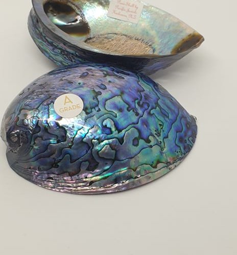Polished Paua Shell
